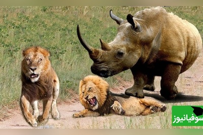 (ویدئو) مستند حیات وحش حیوانات/ راز بقا، این داستان: تلاش طاقت فرسای شیر برای شکار کرگدن و به رخ کشیدن هیکل کرگدن در مقابل شیر