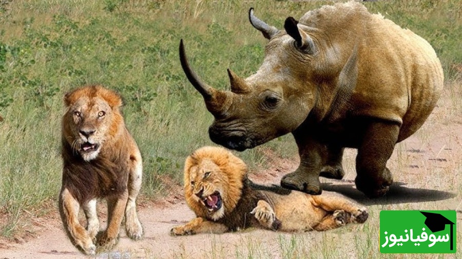 (ویدئو) مستند حیات وحش حیوانات/ راز بقا، این داستان: تلاش طاقت فرسای شیر برای شکار کرگدن و به رخ کشیدن هیکل کرگدن در مقابل شیر