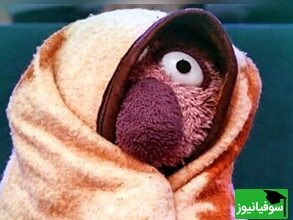 ویدیو/ اگر از خواص گیاهان دارویی سررشته‌ای ندارید؛ ویدئوی فوق‌تخصص گیاهان دارویی استاد «جناب خان» را از دست ندهید/تاریخ بلغمی رو تازه تموم کرده