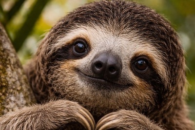 (خطای دید) حتی افرادی با ضریب هوشی بالا نمی‌توانند "زیردریایی" را در جنگل و بین "تنبل‌های درختی" فقط در 3 ثانیه پیدا کنند