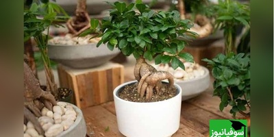 آموزش درست کردن انواع کود برای گیاهان در منزل با مواد دور ریختنی/ نجات گیاهانت از همین امروز شروع می‌شود!+ ویدیو
