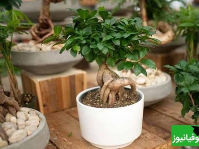 آموزش درست کردن انواع کود برای گیاهان در منزل با مواد دور ریختنی/ نجات گیاهانت از همین امروز شروع می‌شود!+ ویدیو