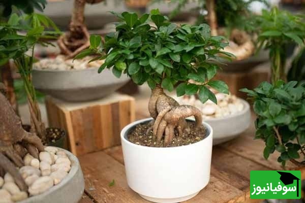 آموزش درست کردن انواع کود برای گیاهان در منزل با مواد دور ریختنی/ نجات گیاهانت از همین امروز شروع می‌شود!+ ویدیو