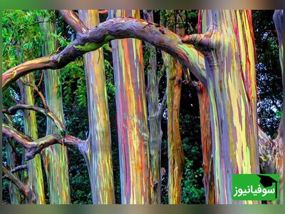ویدیو/ درخت "اکالیپتوس رنگین‌کمانی" یکی از عجیب‌ترین درختان دنیا با پوستی رنگارنگ