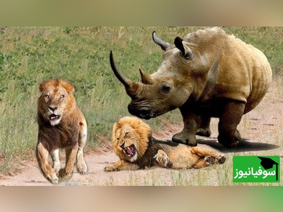 مستند حیات وحش حیوانات/ این داستان: تلاش طاقت فرسای شیر برای شکار کرگدن