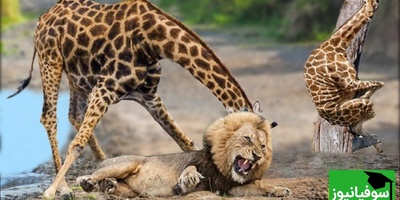 (ویدئو) مستندحیات وحش، راز بقا؛ این داستان: نبرد گله شیرهای وحشی برای شکار زرافه تنومند