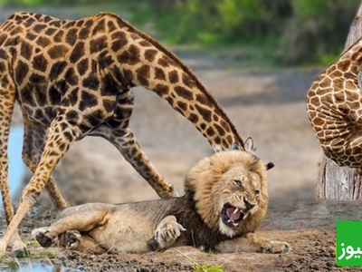 (ویدئو) مستندحیات وحش، راز بقا؛ این داستان: نبرد گله شیرهای وحشی برای شکار زرافه تنومند