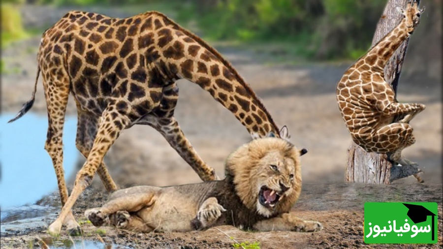 (ویدئو) مستندحیات وحش، راز بقا؛ این داستان: نبرد گله شیرهای وحشی برای شکار زرافه تنومند
