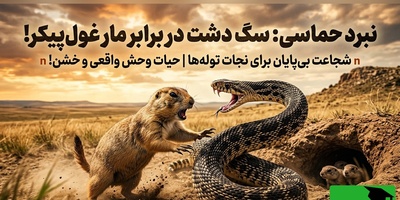 ویدیوئی که جهانی شد؛ وقتی یک جوندۀ کوچک، خطرناک‌ترین شکارچی دشت را به زانو درآورد!