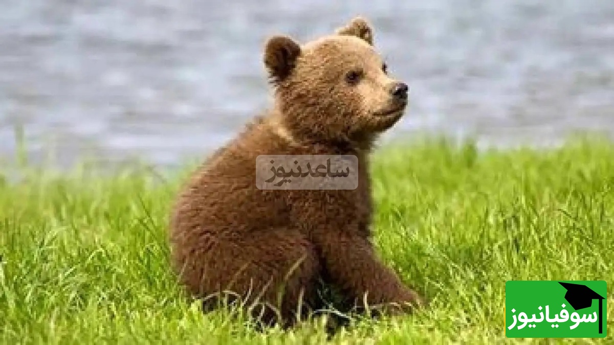 (ویدیو) مستند حیات وحش/ بازیگوشی یک توله‌خرس با بادکنک/ لحظه‌ای بامزه وسط جاده جنگل