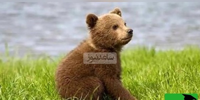 (ویدیو) مستند حیات وحش/ بازیگوشی یک توله‌خرس با بادکنک/ لحظه‌ای بامزه وسط جاده جنگل