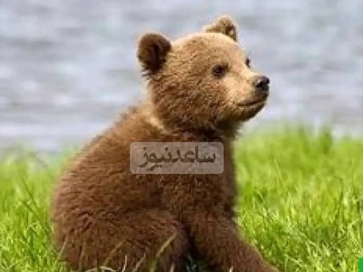 (ویدیو) مستند حیات وحش/ بازیگوشی یک توله‌خرس با بادکنک/ لحظه‌ای بامزه وسط جاده جنگل