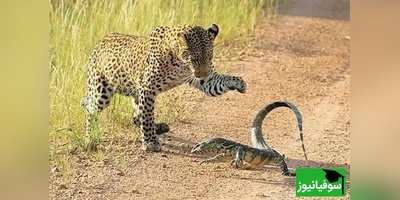 مستند حیات وحش حیوانات؛ نبرد تماشایی پلنگ و بزمجه؛ وقتی طعمه ورق را برمی‌گرداند+ ویدئو