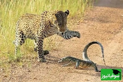 مستند حیات وحش حیوانات؛ نبرد تماشایی پلنگ و بزمجه؛ وقتی طعمه ورق را برمی‌گرداند+ ویدئو