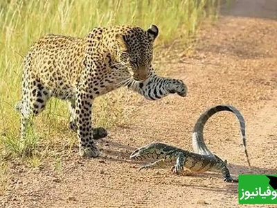 مستند حیات وحش حیوانات؛ نبرد تماشایی پلنگ و بزمجه؛ وقتی طعمه ورق را برمی‌گرداند+ ویدئو