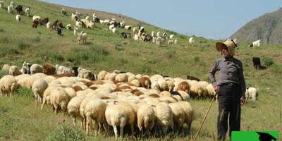 خنده دار ترین اختراع قرن توسط چوپان نابغه/ گوسفند به جاش شرمنده شد😂