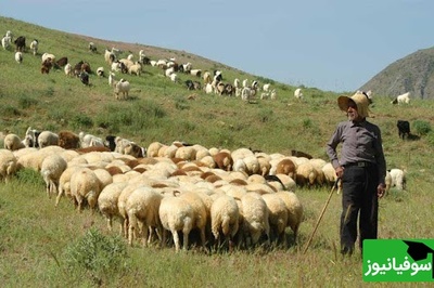 خنده دار ترین اختراع قرن توسط چوپان نابغه/ گوسفند به جاش شرمنده شد😂