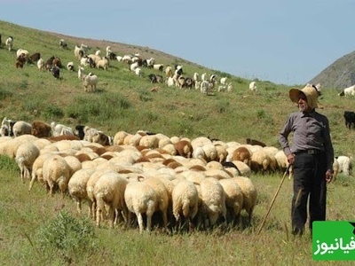 خنده دار ترین اختراع قرن توسط چوپان نابغه/ گوسفند به جاش شرمنده شد😂