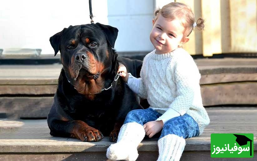 مستند حیات وحش حیوانات؛ احساس مادرانه سگ روتوایلر پوزه دلقکی به کودک نوپا هنگام وقوع زلزله/ مهر مادری مختص انسان نیست