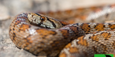 (ویدئو) مشاهده صحنه‌ای عجیب از حیات‌وحش در محفظه موتور یک وانت!