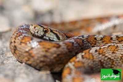 (ویدئو) مشاهده صحنه‌ای عجیب از حیات‌وحش در محفظه موتور یک وانت!