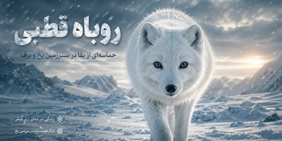 (ویدئو) مستند حیات‌وحش؛ نبرد خاموش در برف‌های بی‌پایان؛ روباه قطبی چگونه دوام می‌آورد؟