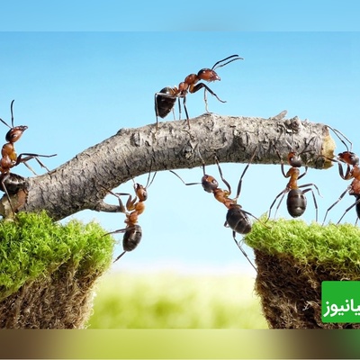 مورچه‌ها چگونه مشکلات بزرگ را با هم حل می‌کنند؟ درس‌هایی برای زندگی + فیلم