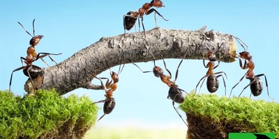 مورچه‌ها چگونه مشکلات بزرگ را با هم حل می‌کنند؟ درس‌هایی برای زندگی + فیلم