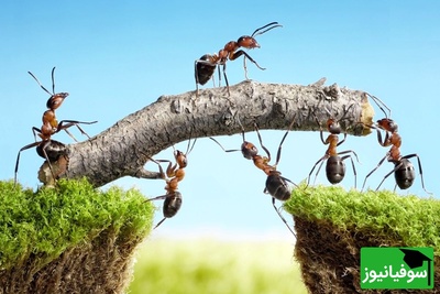 مورچه‌ها چگونه مشکلات بزرگ را با هم حل می‌کنند؟ درس‌هایی برای زندگی + فیلم