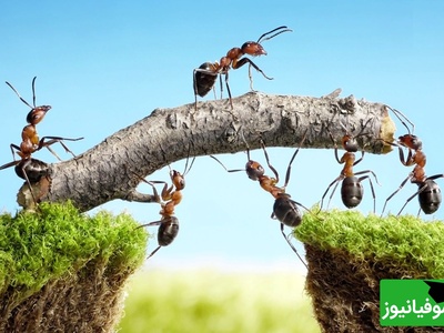 مورچه‌ها چگونه مشکلات بزرگ را با هم حل می‌کنند؟ درس‌هایی برای زندگی + فیلم