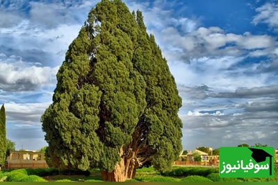 (ویدیو) سرو ابرکوه یزد، پیرتر از تمام کشورهای مدرن جهان؛ با موجود زنده 4500 ساله ایران که هم‌سن اهرام مصر است آشنا شوید