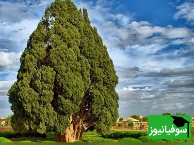 (ویدیو) سرو ابرکوه یزد، پیرتر از تمام کشورهای مدرن جهان؛ با موجود زنده 4500 ساله ایران که هم‌سن اهرام مصر است آشنا شوید