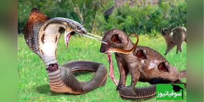 (ویدئو) مستند حیات وحش حیوانات/ راز بقا: این داستان: نبرد  دلهره آور  مار پیتون و 20 خدنگ وحشی