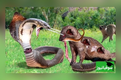 (ویدئو) مستند حیات وحش حیوانات/ راز بقا: این داستان: نبرد  دلهره آور  مار پیتون و 20 خدنگ وحشی