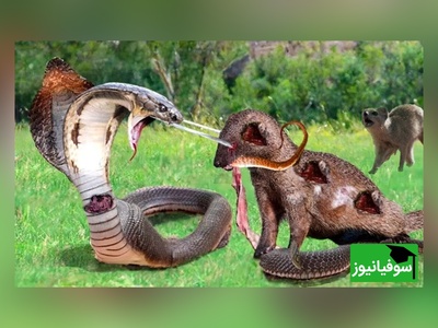 (ویدئو) مستند حیات وحش حیوانات/ راز بقا: این داستان: نبرد  دلهره آور  مار پیتون و 20 خدنگ وحشی