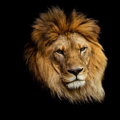 (عکس) شیر ساسانی: سلطان واقعی کاخ‌های ایران باستان!