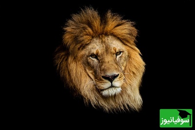 (عکس) شیر ساسانی: سلطان واقعی کاخ‌های ایران باستان!