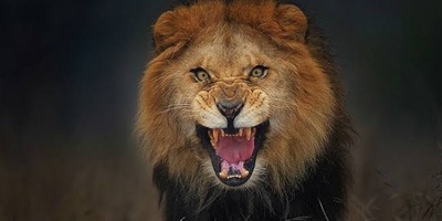 چهره خطرناک حیات وحش/ 3 شیر گرسنه در حمله ای بی رحمانه بخشی از بدن نگهبان را خوردند!