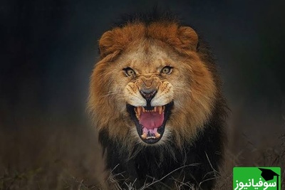 چهره خطرناک حیات وحش/ 3 شیر گرسنه در حمله ای بی رحمانه بخشی از بدن نگهبان را خوردند!