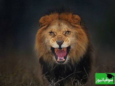 چهره خطرناک حیات وحش/ 3 شیر گرسنه در حمله ای بی رحمانه بخشی از بدن نگهبان را خوردند!