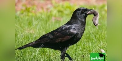 (ویدیو) کلاغ با بی‌رحمی تمام پرنده‌ای بی‌دفاع را به دوزخ کشاند و او را را زجرکش کرد!