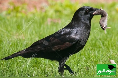 (ویدیو) کلاغ با بی‌رحمی تمام پرنده‌ای بی‌دفاع را به دوزخ کشاند و او را را زجرکش کرد!