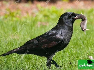 (ویدیو) کلاغ با بی‌رحمی تمام پرنده‌ای بی‌دفاع را به دوزخ کشاند و او را را زجرکش کرد!