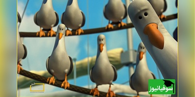 معما تصویری| اگه ضریب هوشی بالایی داری و فکر میکنی تیزبینی زیر 10 ثانیه مرغ دریایی رو تو تصویر پیدا کن!