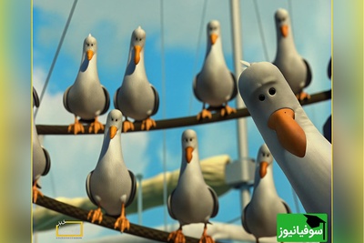 معما تصویری| اگه ضریب هوشی بالایی داری و فکر میکنی تیزبینی زیر 10 ثانیه مرغ دریایی رو تو تصویر پیدا کن!