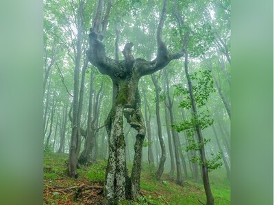 ویدیو/ درختان انسان‌نمایی که به سمت خورشید می‌روند/ نخل "سوکراتی اِگزورهیزا" تنها درخت جهان که حرکت می‌کند