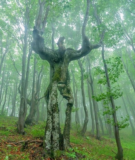 ویدیو/ درختان انسان‌نمایی که به سمت خورشید می‌روند/ نخل "سوکراتی اِگزورهیزا" تنها درخت جهان که حرکت می‌کند