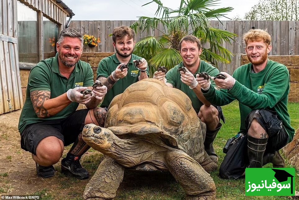 (ویدئو) مستند حیات وحش عاشقانه‌ حیوانات: لاک پشت‌ها یاد جک و رُز فیلم  «تایتانیک» رو زنده کردند!