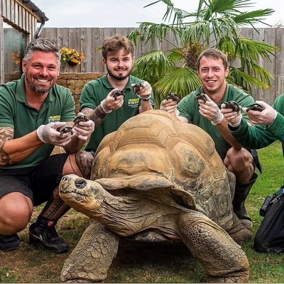 (ویدئو) مستند حیات وحش عاشقانه‌ حیوانات: لاک پشت‌ها یاد جک و رُز فیلم  «تایتانیک» رو زنده کردند!