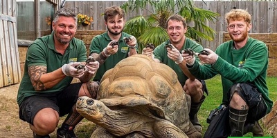 (ویدئو) مستند حیات وحش عاشقانه‌ حیوانات: لاک پشت‌ها یاد جک و رُز فیلم  «تایتانیک» رو زنده کردند!